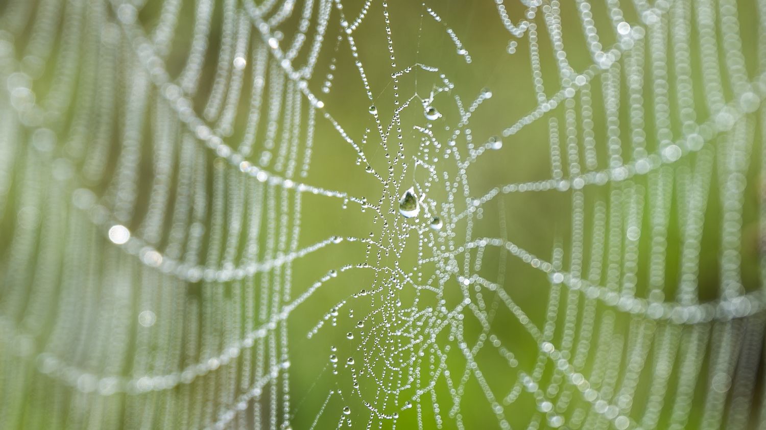Türkiye'de bir mağarada bilim insanları 106 metrekarelik dev örümcek ağı keşfetti